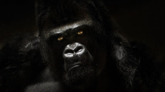 Gorilla Tag 4k Wallpaper