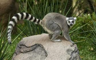 Lemur Computer Wallpaper Desktop Background