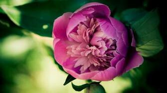 Peony Flower 4k Wallpaper For Desktop Of Beautiful