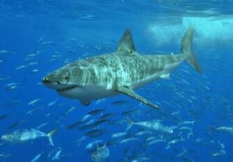 HD Great White Shark
