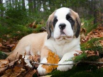St Bernard Wallpaper HDq