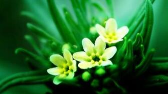 Desktop Best Wallpaper 3d Yolk Flower HD