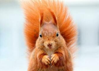 Animal Bushy Tail Muzzle Squirrel Wallpaper Background Best