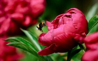 Peonies Wallpaper