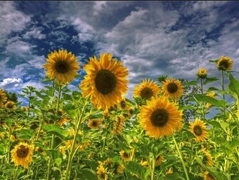 Definition Wallpaper Photo Sunflower Html