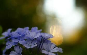 Screensavers And Wallpaper Flowers iPhone