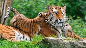 Fabulous Wallpaper Nature Animals Current Styles With Fashion Spot