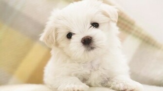 Cute Wallpaper Very HD