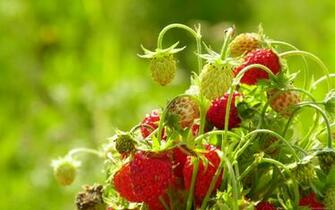 Nature Widescreen Wallpaper HD Photography Photos