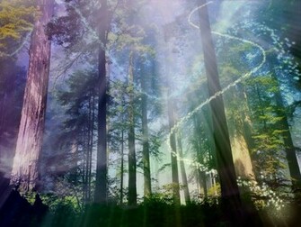 Magical Forest Wallpaper