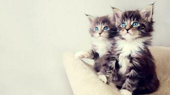 Cute Desktop Background Image