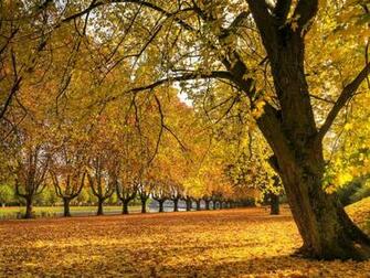 Golden Autumn Wallpaper Nature In Jpg Format For