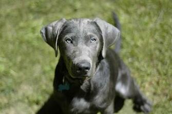 Labrador Puppies Wallpaper HD