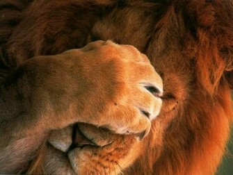 Wallpaper Background Animals Of