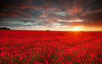 Red Flower HD Wallpaper