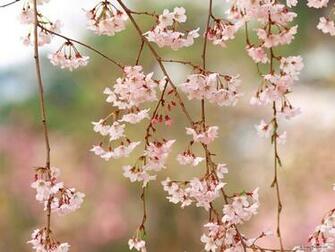 Wallpaper Spring Flower Index