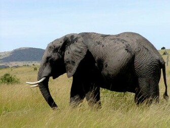 Elephant Desktop Wallpaper
