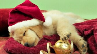 Christmas Cute Puppy Golden Retriever Wallpaper