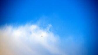 Birds Flying Skies Clouds Wallpaper