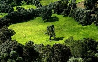 Wallpaper Best Size Nature Green Surface