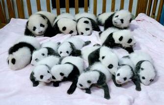 Cute Baby Pandas HD Wallpaper Wallpapercharlie