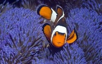Tropical Fish Wallpaper Sea Life