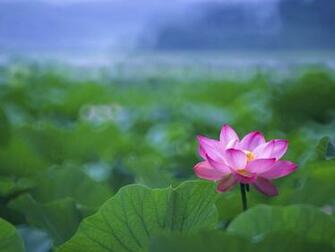 Lotus Flower Desktop Wallpaper And Image For Your Computer