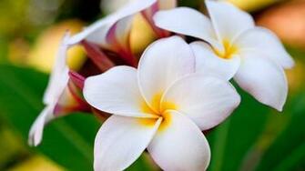 Hawaiian Flowers