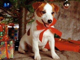 Happy Christmas Dog Wallpaper