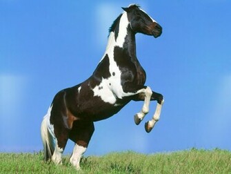 Computer Wallpaper Horse