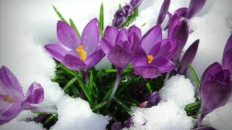 Related For Early Spring Wallpaper