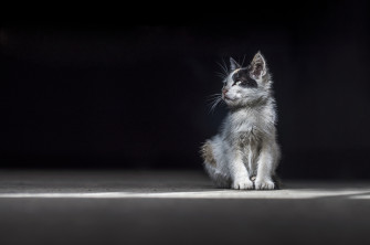 Portrait Kitten Animal Cat 4k Ultra HD Wallpaper By Abdou
