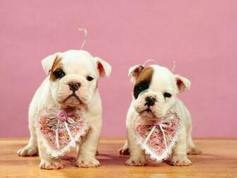 Dogs Wallpaper Be Our Valentines