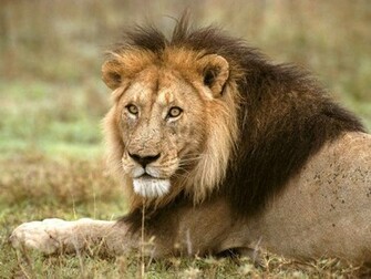 Best Desktop HD Wallpaper Lion