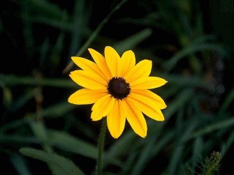 Flowers For Flower Lovers Wallpaper