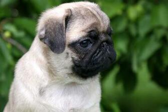 Cute Pug X Wallpaper Screensaver Background Puppy Puggies