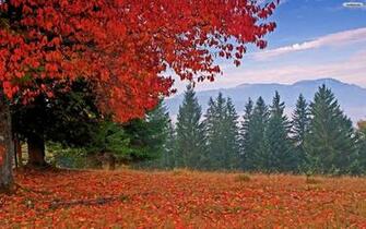 Trees Autumn Tree Pic Striking W Leaves F