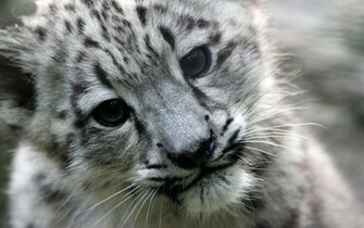 Snow Leopard HD Desktop Wallpaper