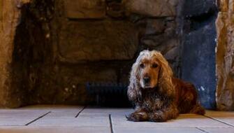 Wallpaper Dog English Cocker Spaniel