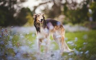Wallpaper Borzoi Lawn Dogs Bokeh Pets Cute Animals