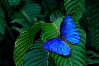Wallpaper Nature Nice