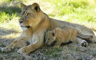 Baby Lions And Tigers Wallpaper