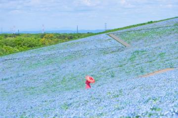 Hitachi Seaside Park Pictures Image