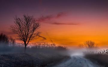 Sunset Tree Plants Way Fog Wallpaper