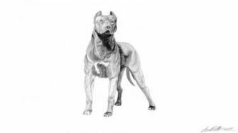 HD Wallpaper Pitbull Dog