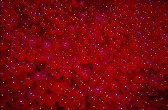 Chinook Salmon Eggs Image Pictures Becuo