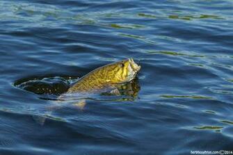 Smallmouth Bass Jumping Wallpaper Gallery