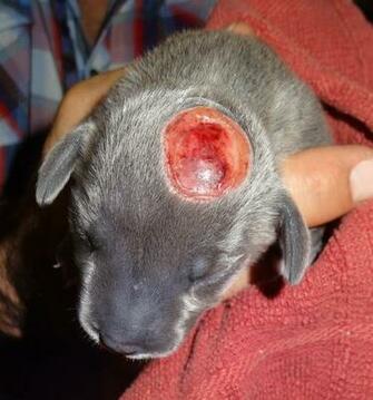 Monkey1