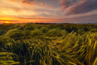 Top Wheat Field Wallpaper Full HD 4k To Use