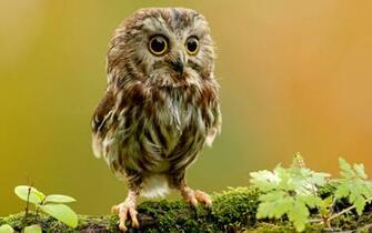 Wallpaper Owlet Owl Branch Bird Rock Ultra HD 4k